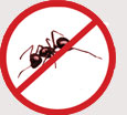 Pest Control Colchester - Ants